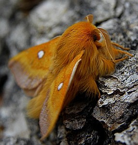 Eastern Eggar [i]Eriogaster catax[/i] (Linnaeus, 1758) in Liébana